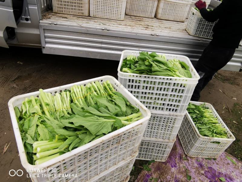 白菜苔
