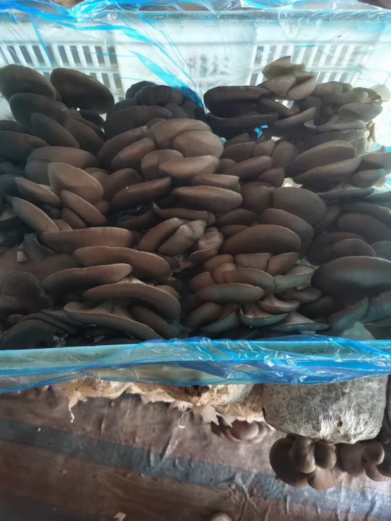 鲜平菇无注水蘑菇产地直销供货稳定可实地考察