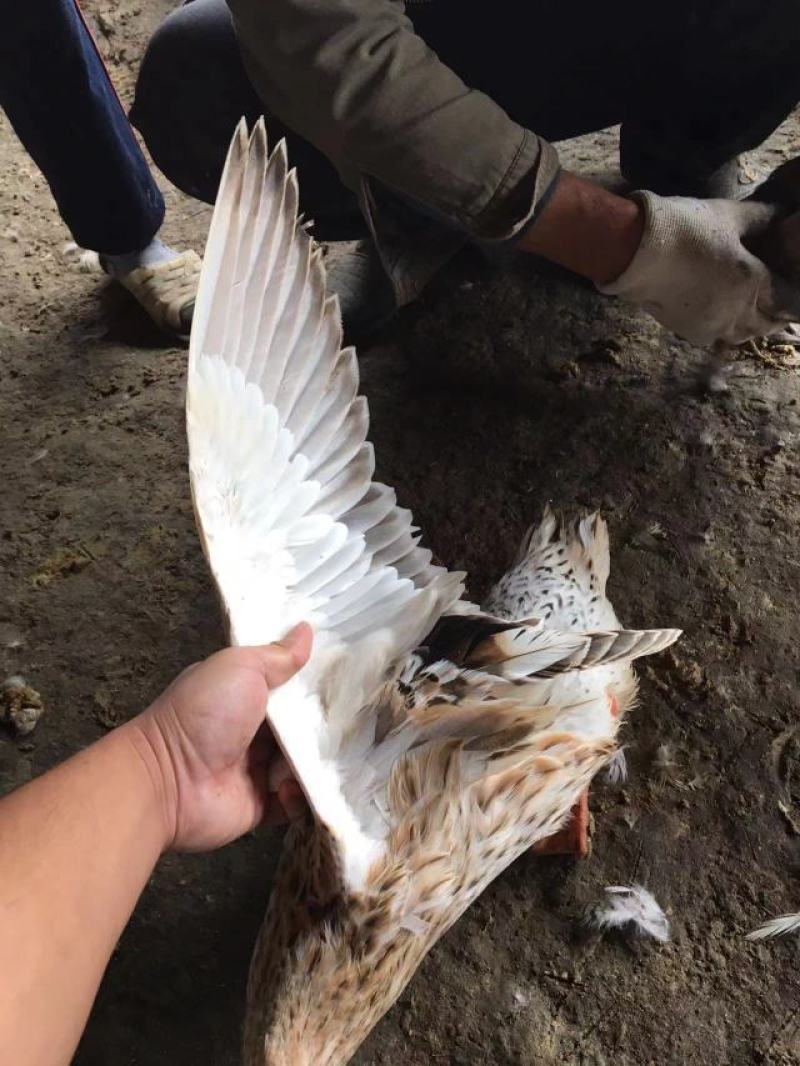 老鸭长年出售金定老鸭，包老有需要联系