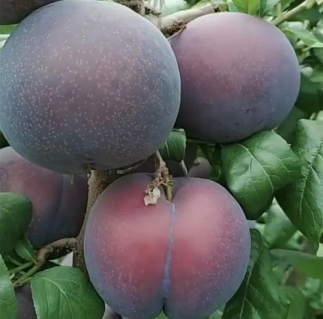 木李子果实特写