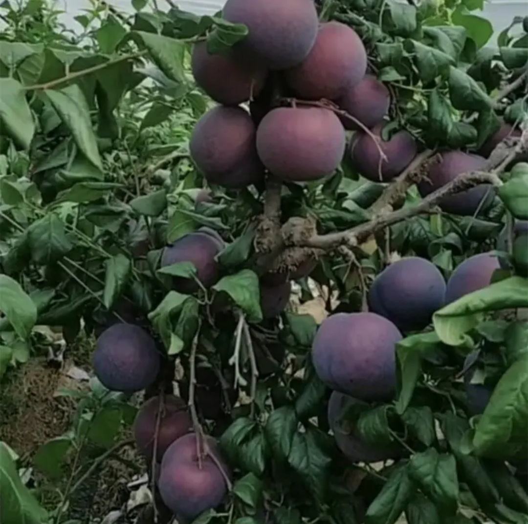 新疆果园中的黑布朗李子树