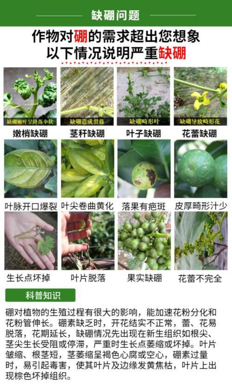 纯进口高品质叶面喷施型高硼肥（可视频看货欢迎咨询量大从优