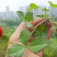 蛇莓种子阳台庭院种植观果植物公园景观绿化