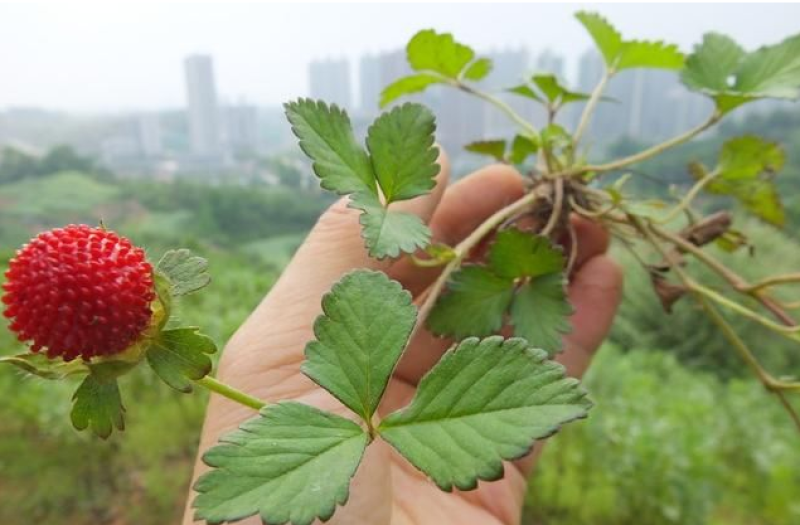 蛇莓种子阳台庭院种植观果植物公园景观绿化