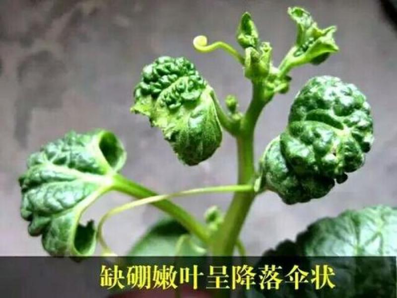 纯进口高品质叶面喷施型高硼肥（可视频看货欢迎咨询量大从优