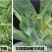 纯进口高品质叶面喷施型高硼肥（可视频看货欢迎咨询量大从优