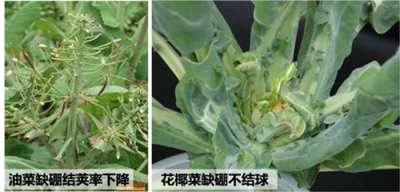 纯进口高品质叶面喷施型高硼肥（可视频看货欢迎咨询量大从优