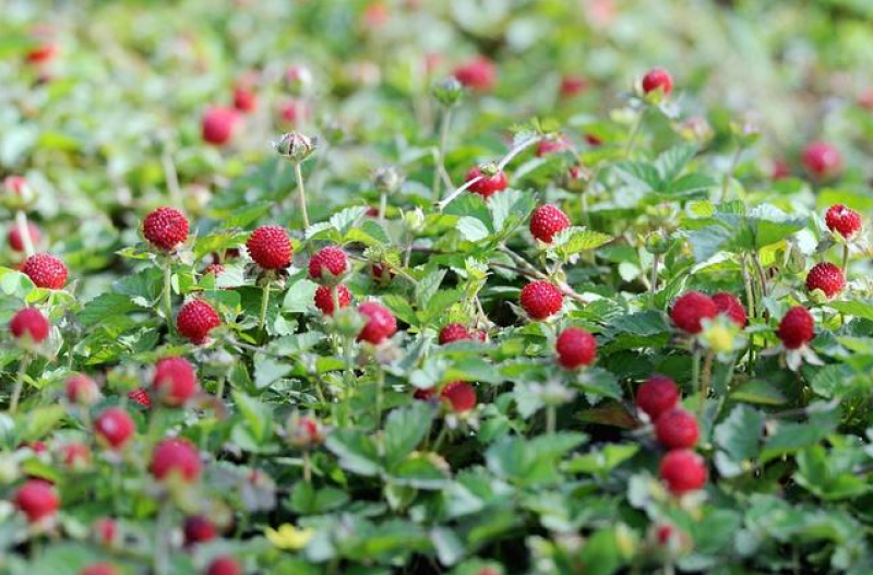 蛇莓种子阳台庭院种植观果植物公园景观绿化