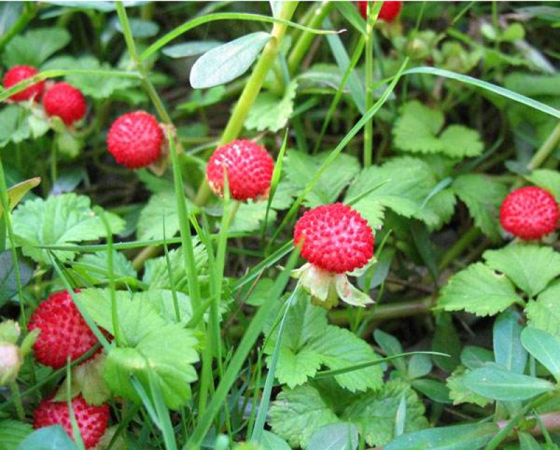 蛇莓种子阳台庭院种植观果植物公园景观绿化