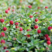 蛇莓种子阳台庭院种植观果植物公园景观绿化