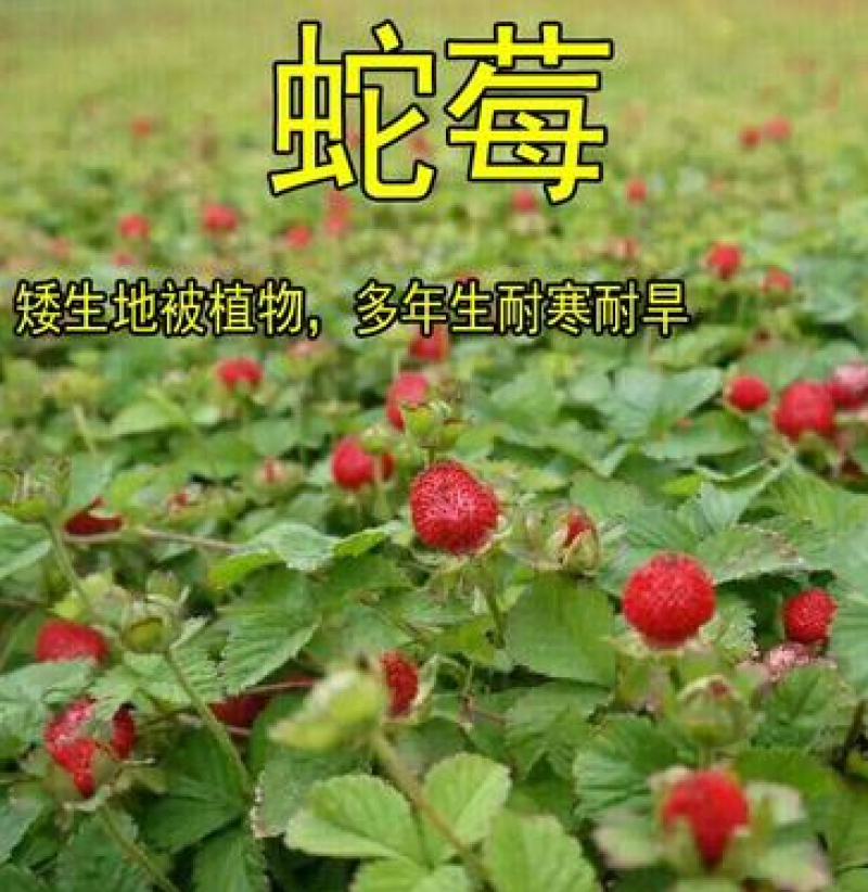 蛇莓种子阳台庭院种植观果植物公园景观绿化