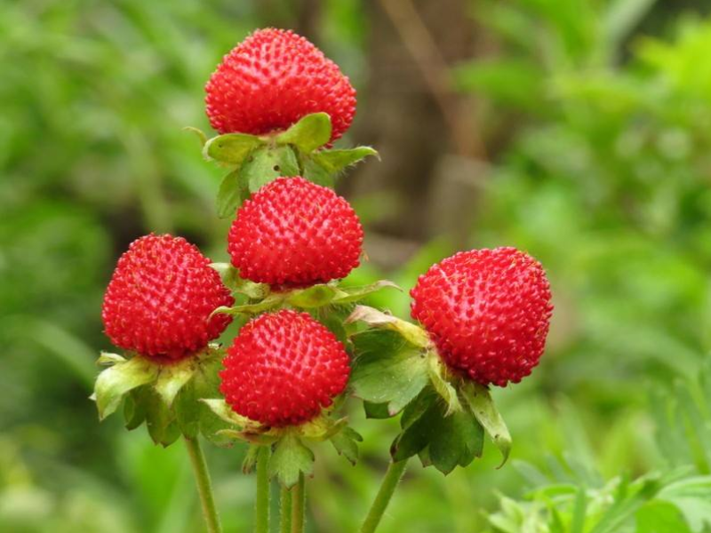 蛇莓种子阳台庭院种植观果植物公园景观绿化