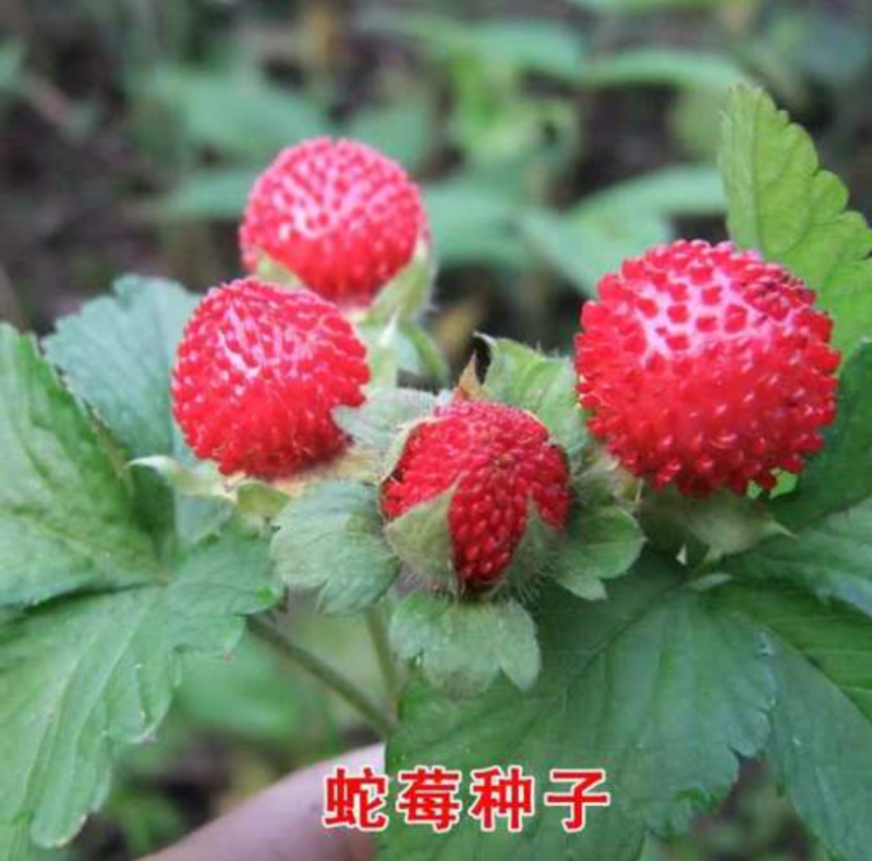 蛇莓种子阳台庭院种植观果植物公园景观绿化