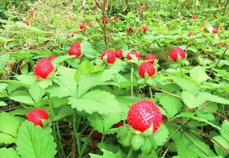 蛇莓种子阳台庭院种植观果植物公园景观绿化