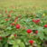 蛇莓种子阳台庭院种植观果植物公园景观绿化