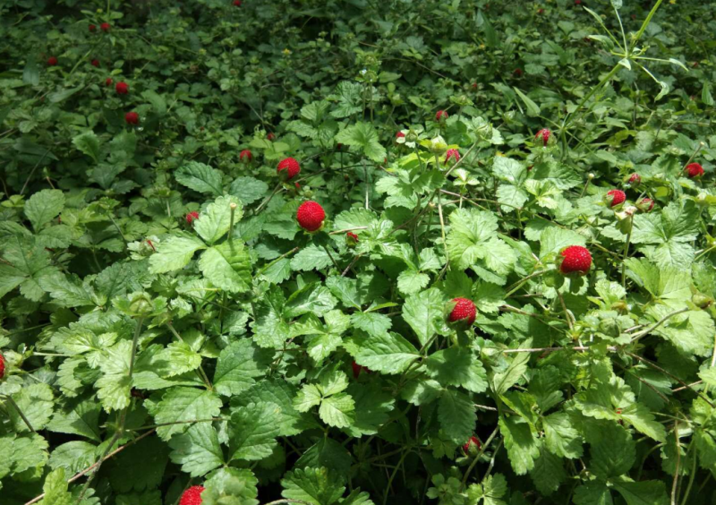 蛇莓种子阳台庭院种植观果植物公园景观绿化