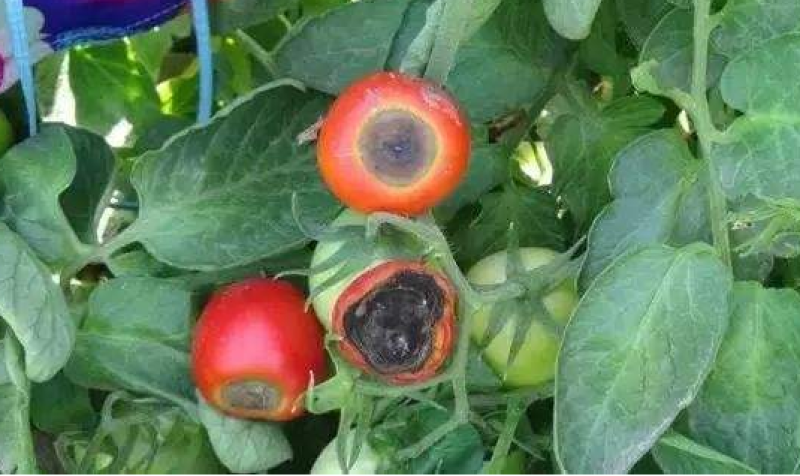 番茄脐腐一喷灵（美国进口），正品保证，量大从优