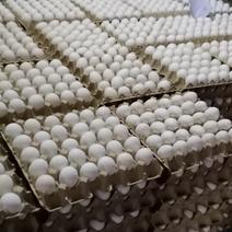 鸡蛋批发或零售都可以的，北京地区可以免费送货，