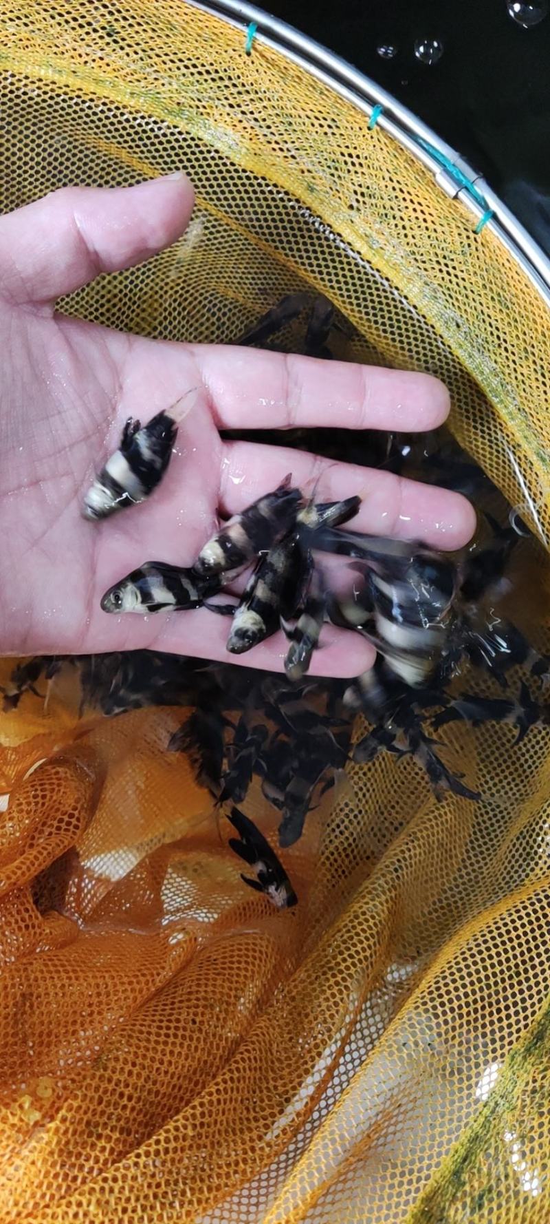 胭脂鱼苗一帆风顺鱼苗清道夫鱼适合套养苗场直供