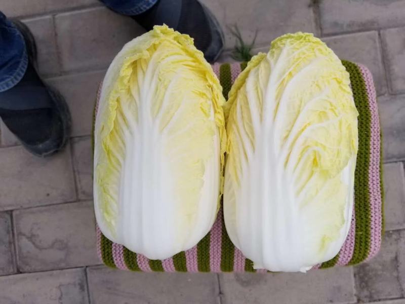 精品苏北娃娃菜大量供应中，欢迎客商来选购