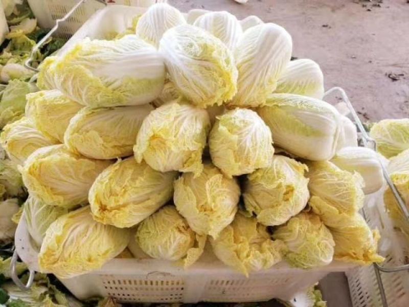 精品苏北娃娃菜大量供应中，欢迎客商来选购