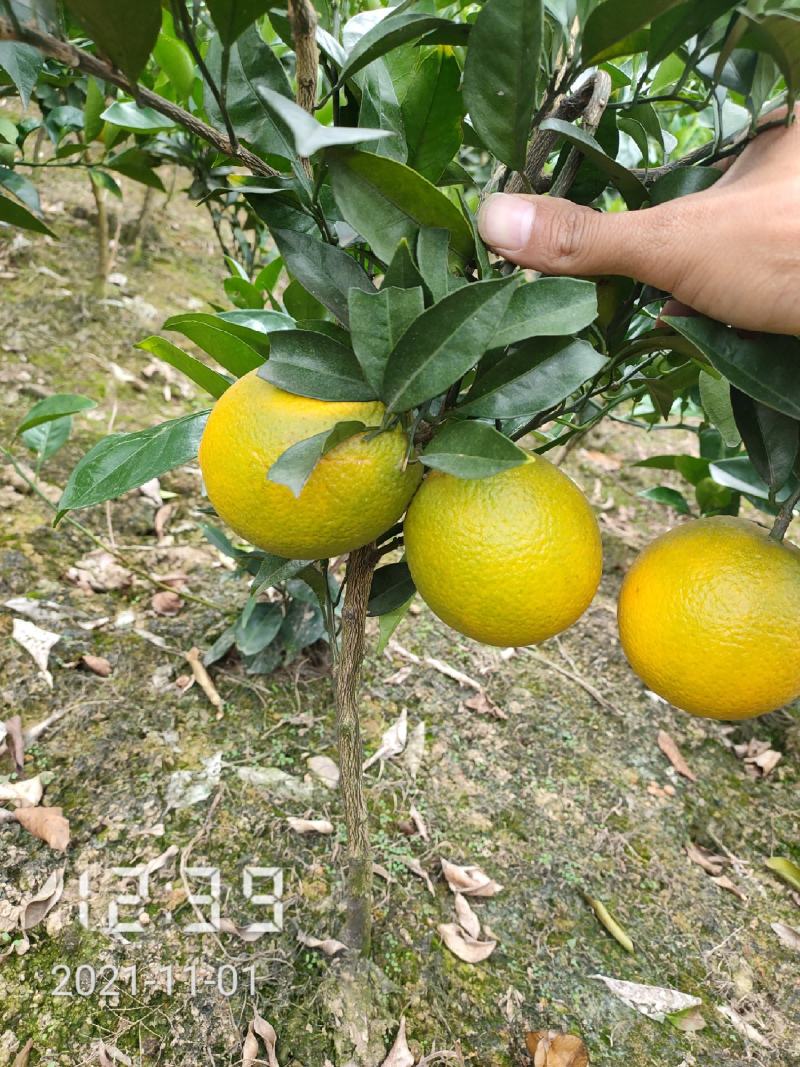 纽荷尔脐橙苗，纽荷尔，橙子苗，支持线上保障交易