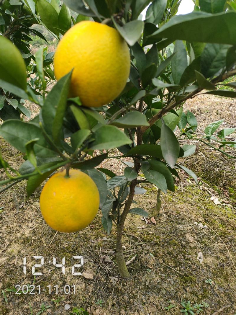 纽荷尔脐橙苗，纽荷尔，橙子苗，支持线上保障交易