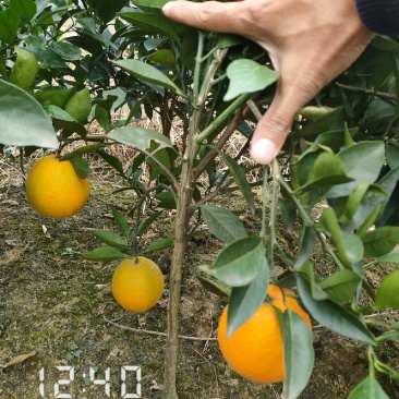 纽荷尔脐橙苗，纽荷尔，橙子苗，支持线上保障交易