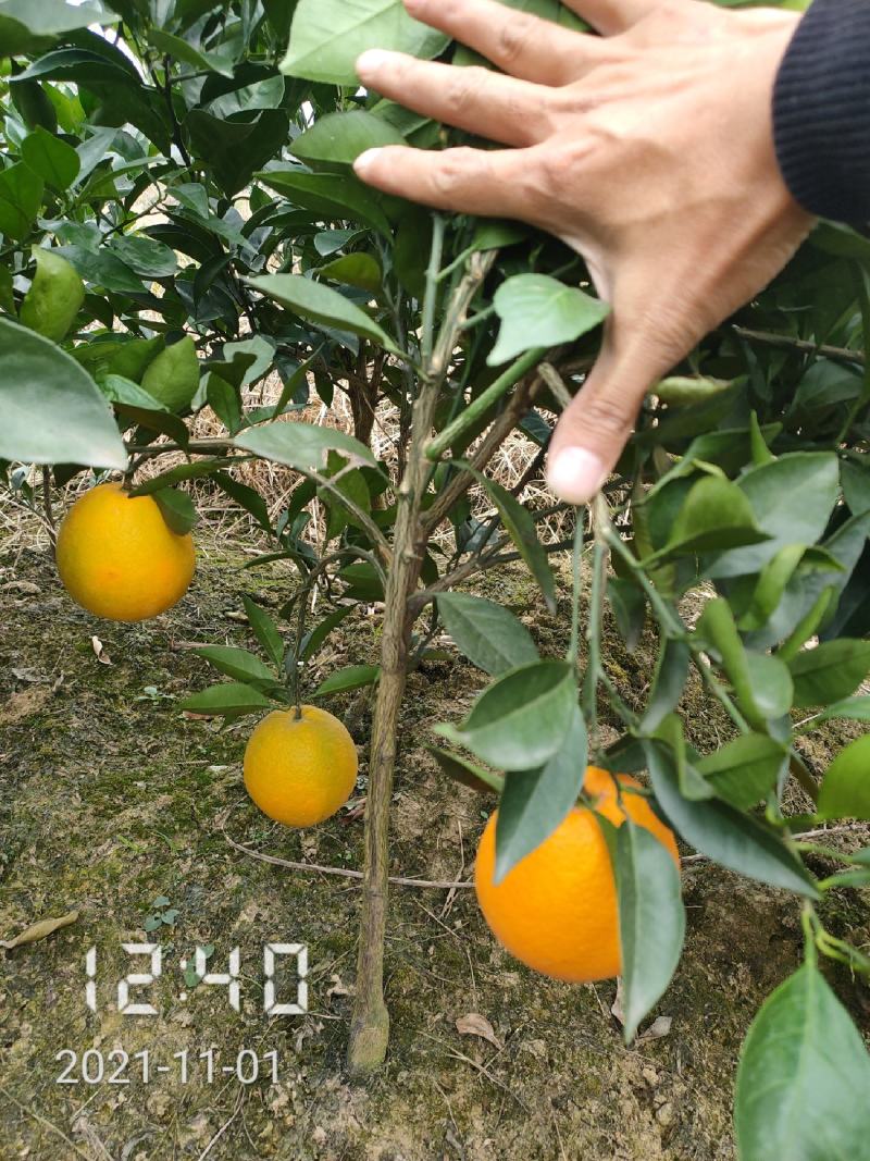 纽荷尔脐橙苗，纽荷尔，橙子苗，支持线上保障交易