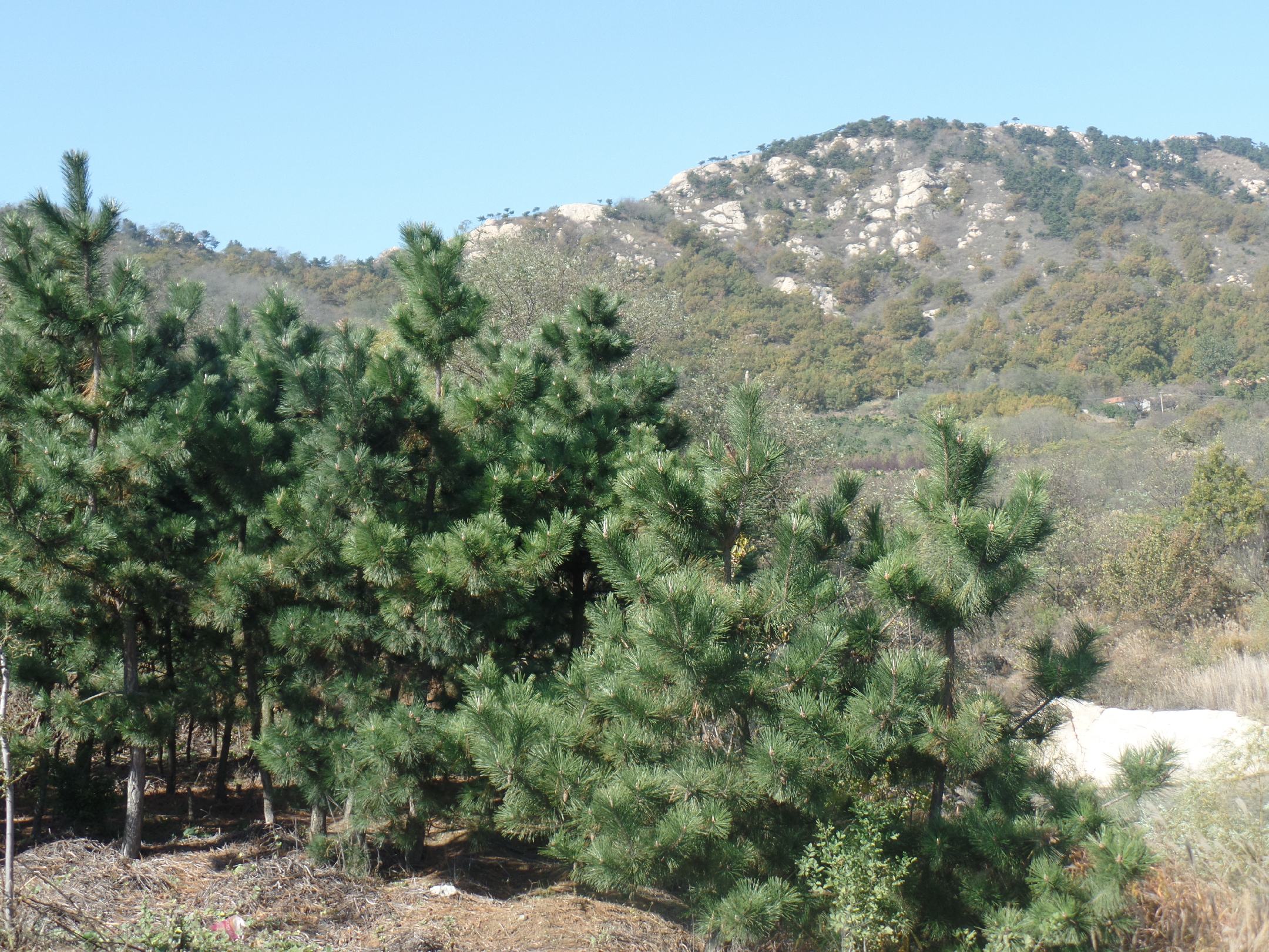 黑皮油松成年树木全景图