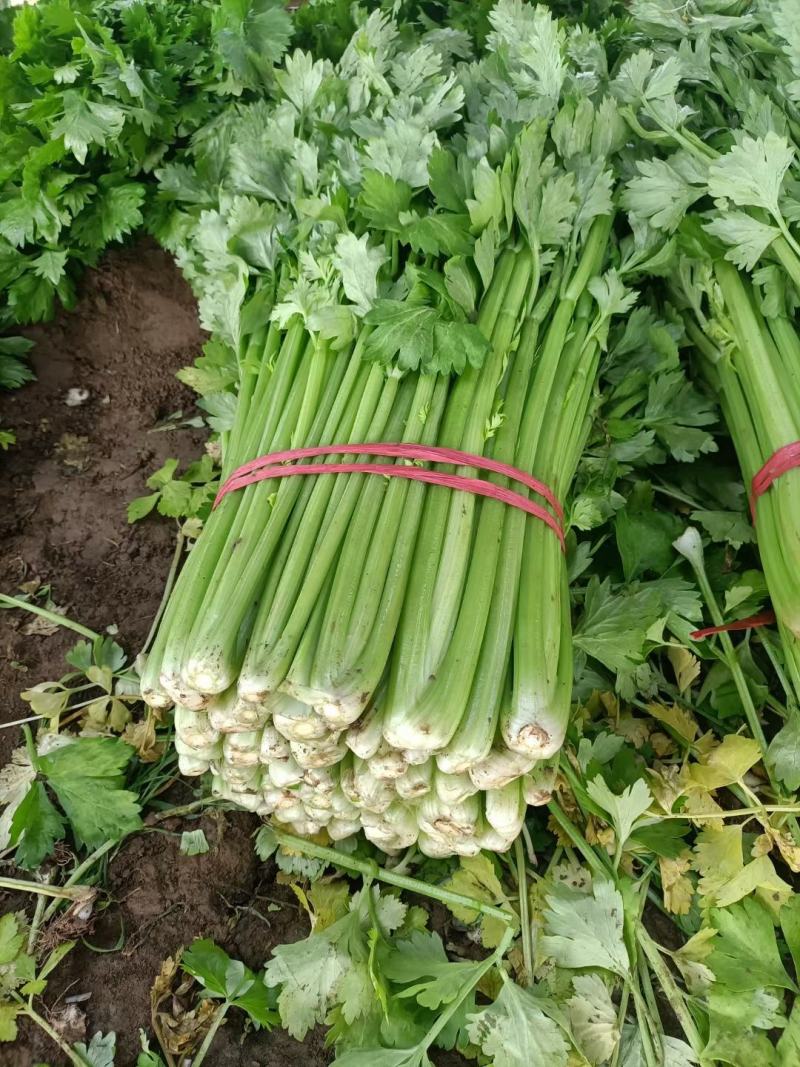 芹菜，砀山县芹菜，大，中，小颗芹菜，货源充足，欢迎选购。