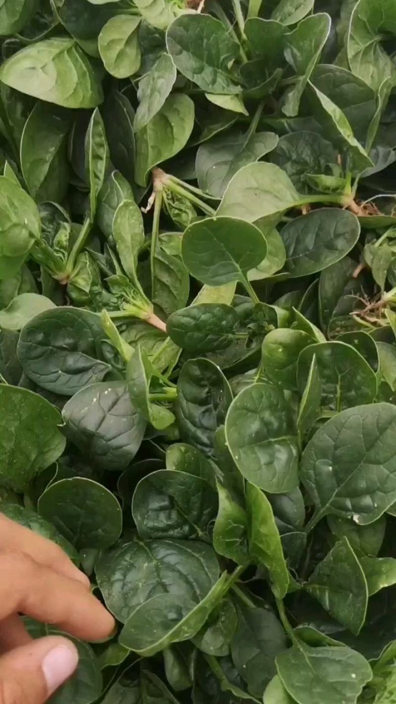 陆地精品小菠菜,大量开始出货,大量好货手工干净