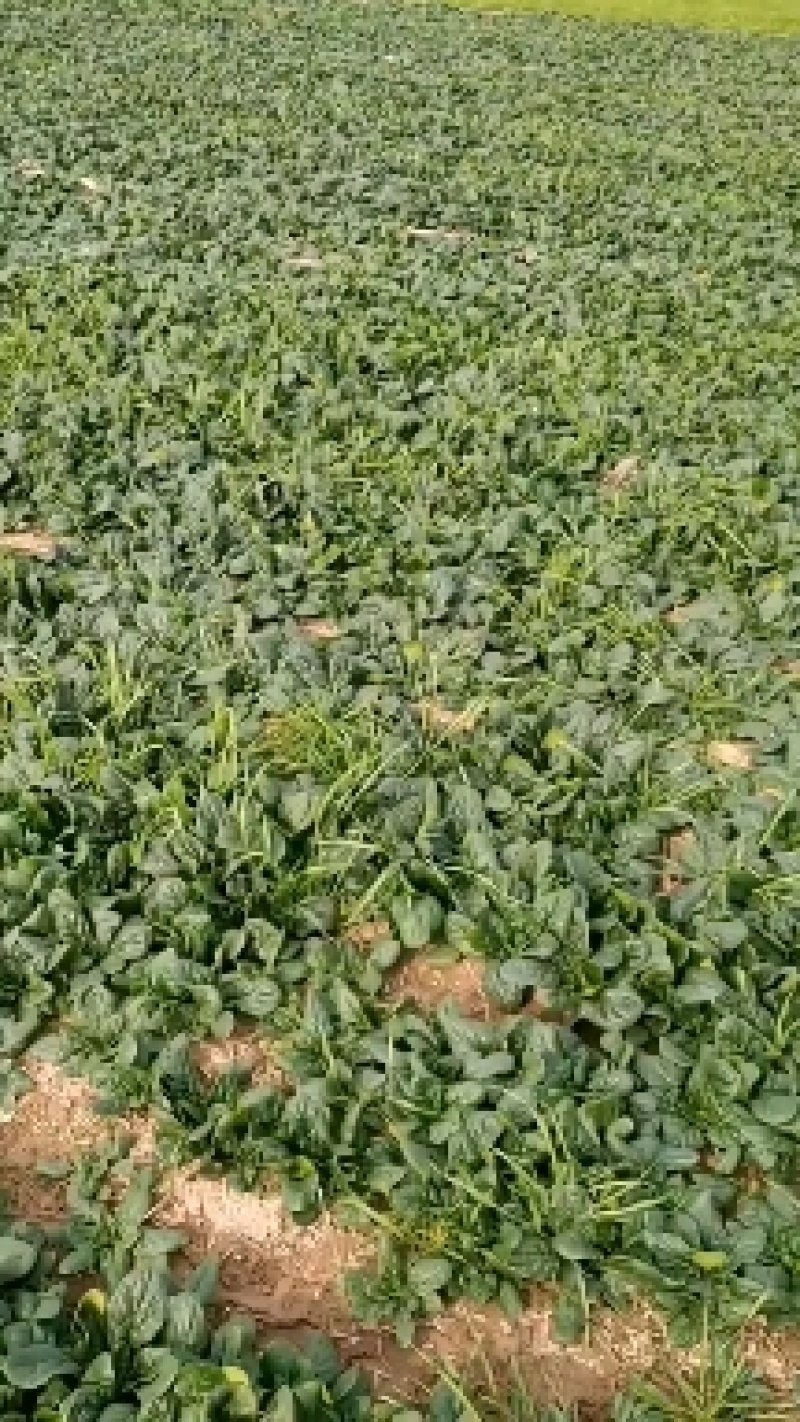 陆地精品小菠菜,大量开始出货,大量好货手工干净