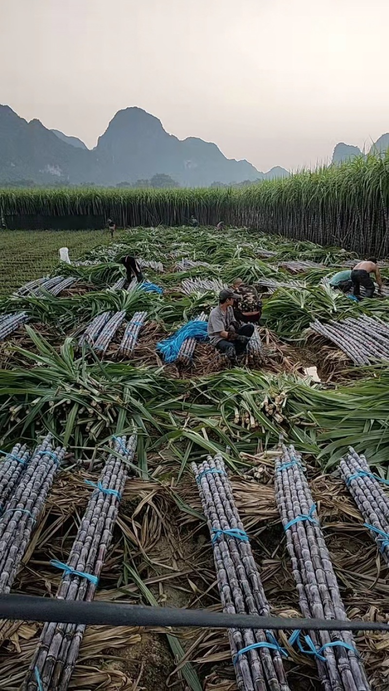广西黑皮甘蔗，质量保证口感清甜上车包装车