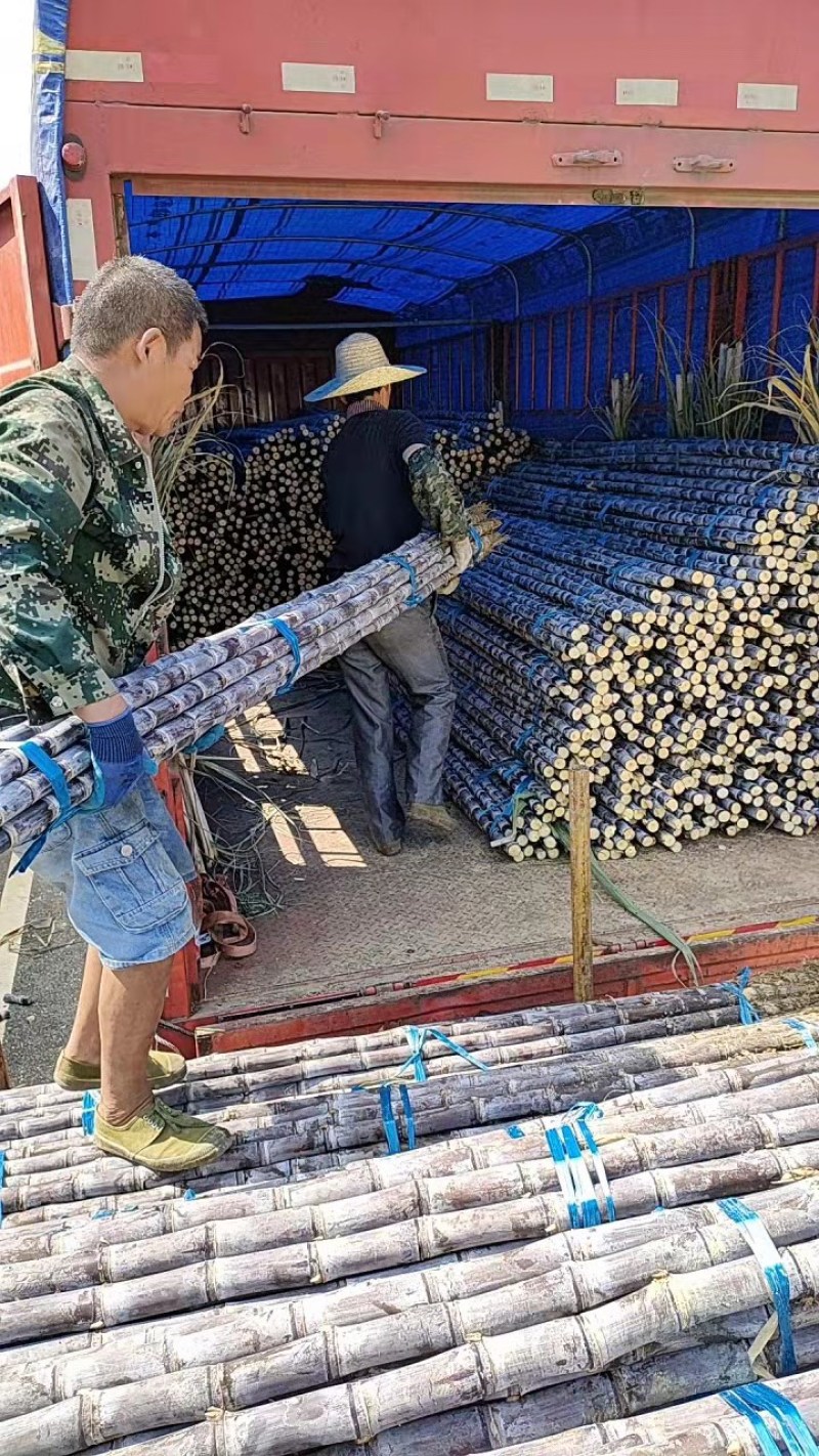 广西黑皮甘蔗，质量保证口感清甜上车包装车
