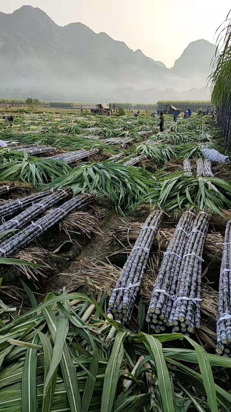 广西黑皮甘蔗，质量保证口感清甜上车包装车