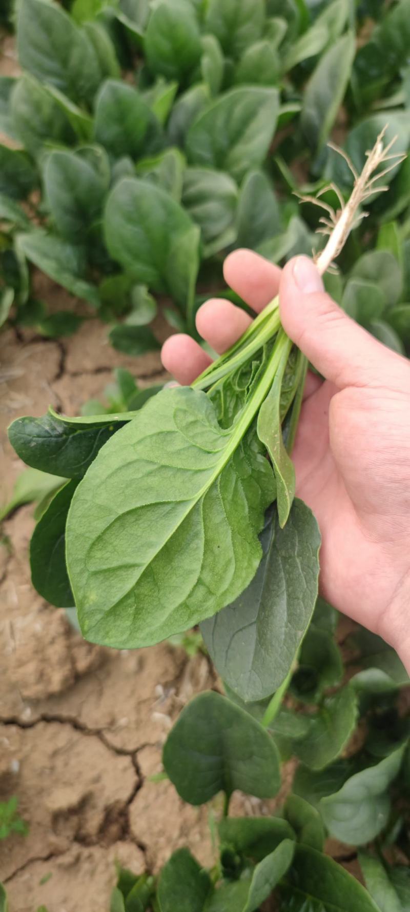 菠菜大量出售