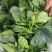 菠菜大量出售