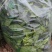 菠菜大量出售