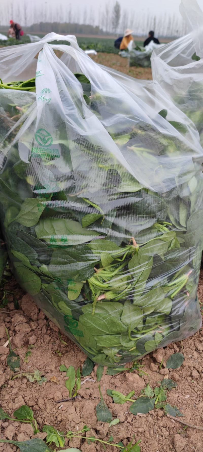 菠菜大量出售