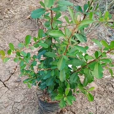 火棘杯苗火棘盆栽苗基地种植便宜，量大优惠