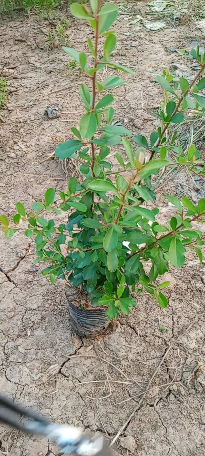 火棘杯苗火棘盆栽苗基地种植便宜，量大优惠