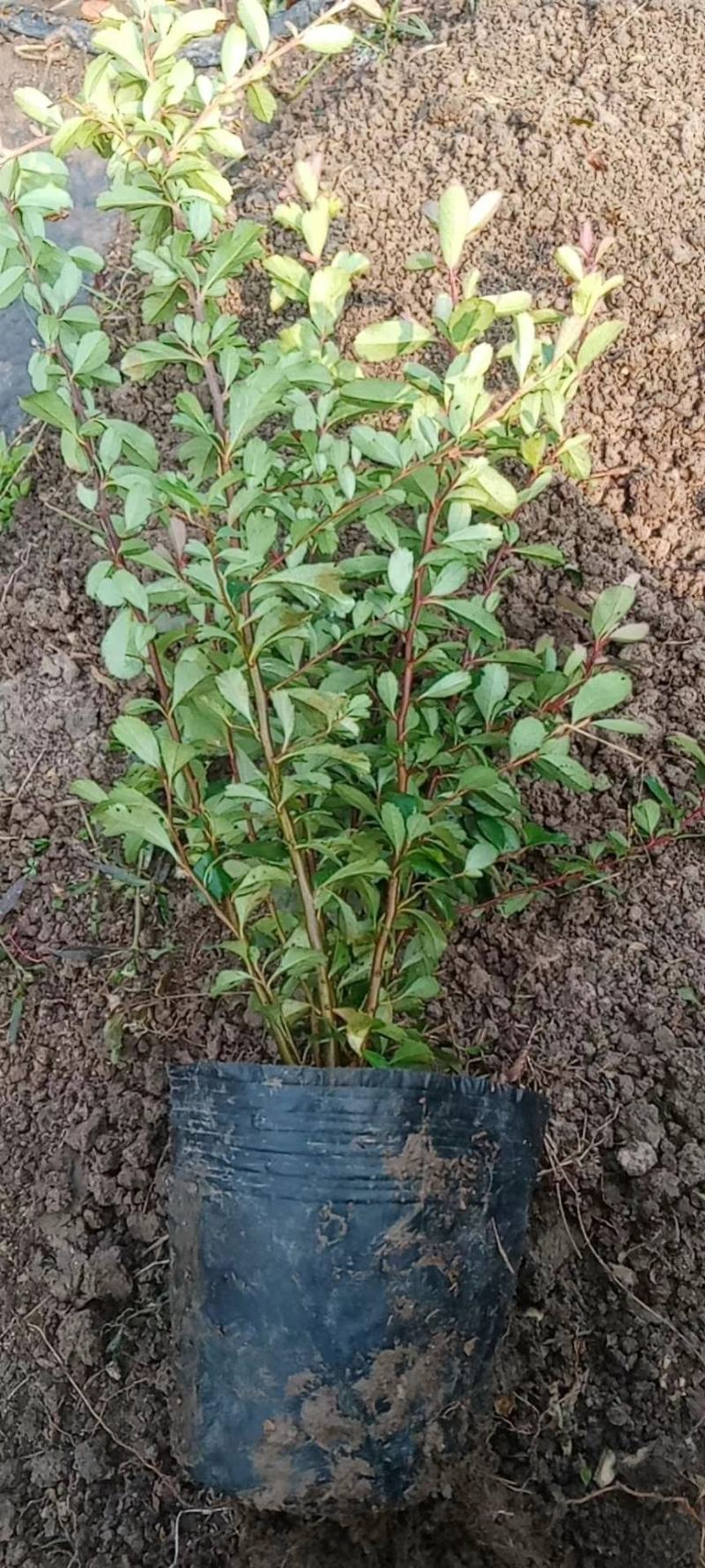 火棘杯苗火棘盆栽苗基地种植便宜，量大优惠