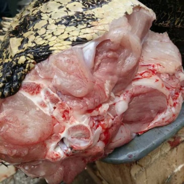 鳄鱼肉