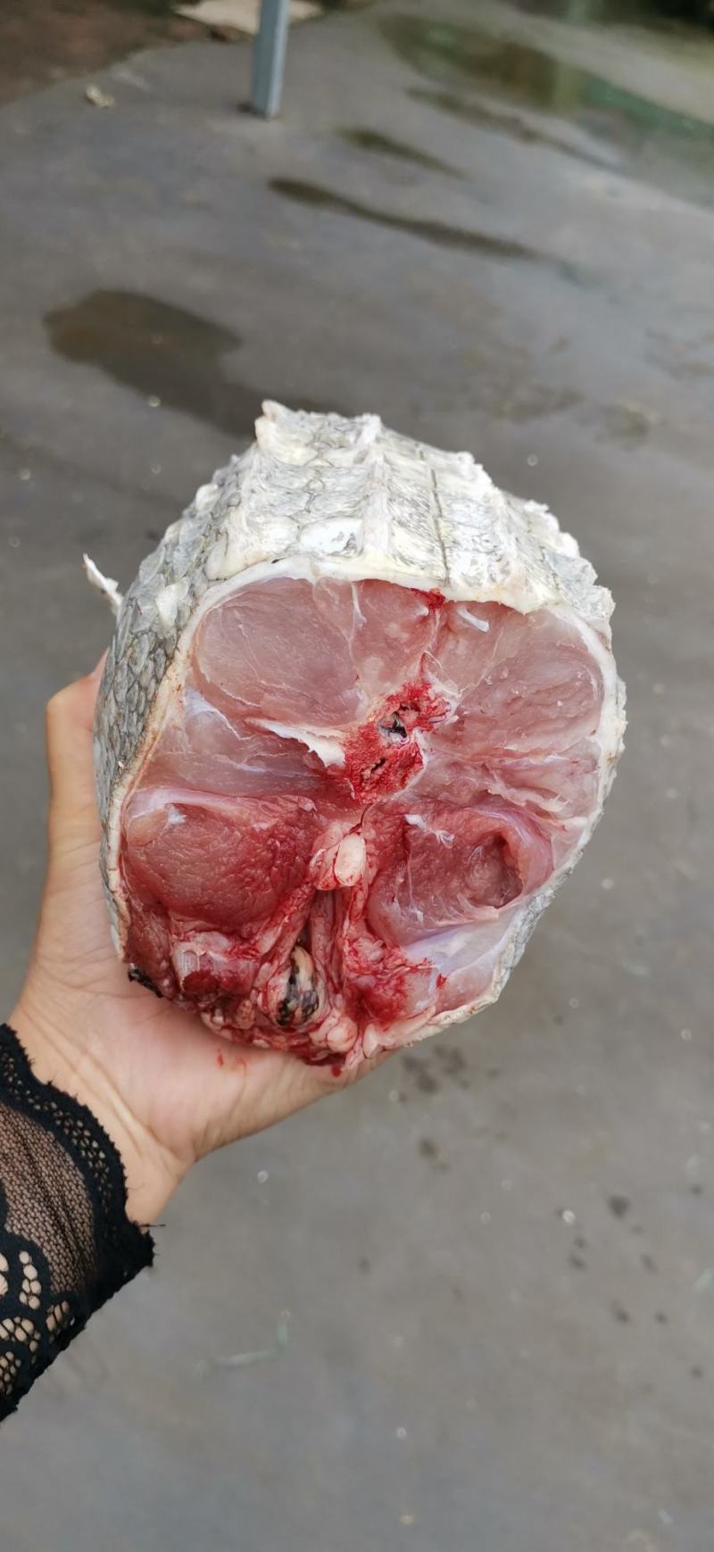 鳄鱼肉