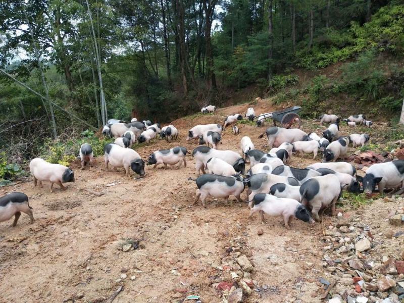 巴马香猪藏香猪最新价格一头也是批发价烤乳猪原材料全国包邮