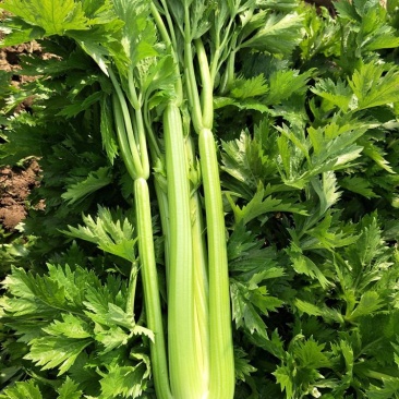 芹菜河北芹菜品质好货量足欢迎来电洽谈