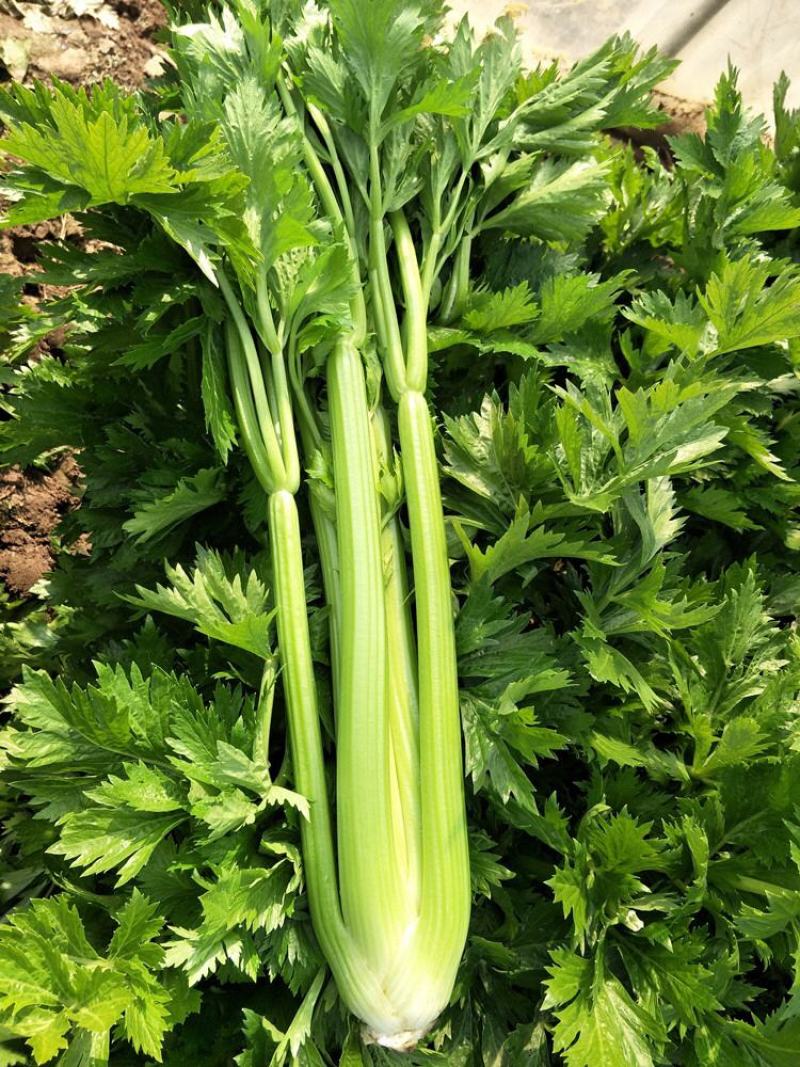 芹菜河北芹菜品质好货量足欢迎来电洽谈