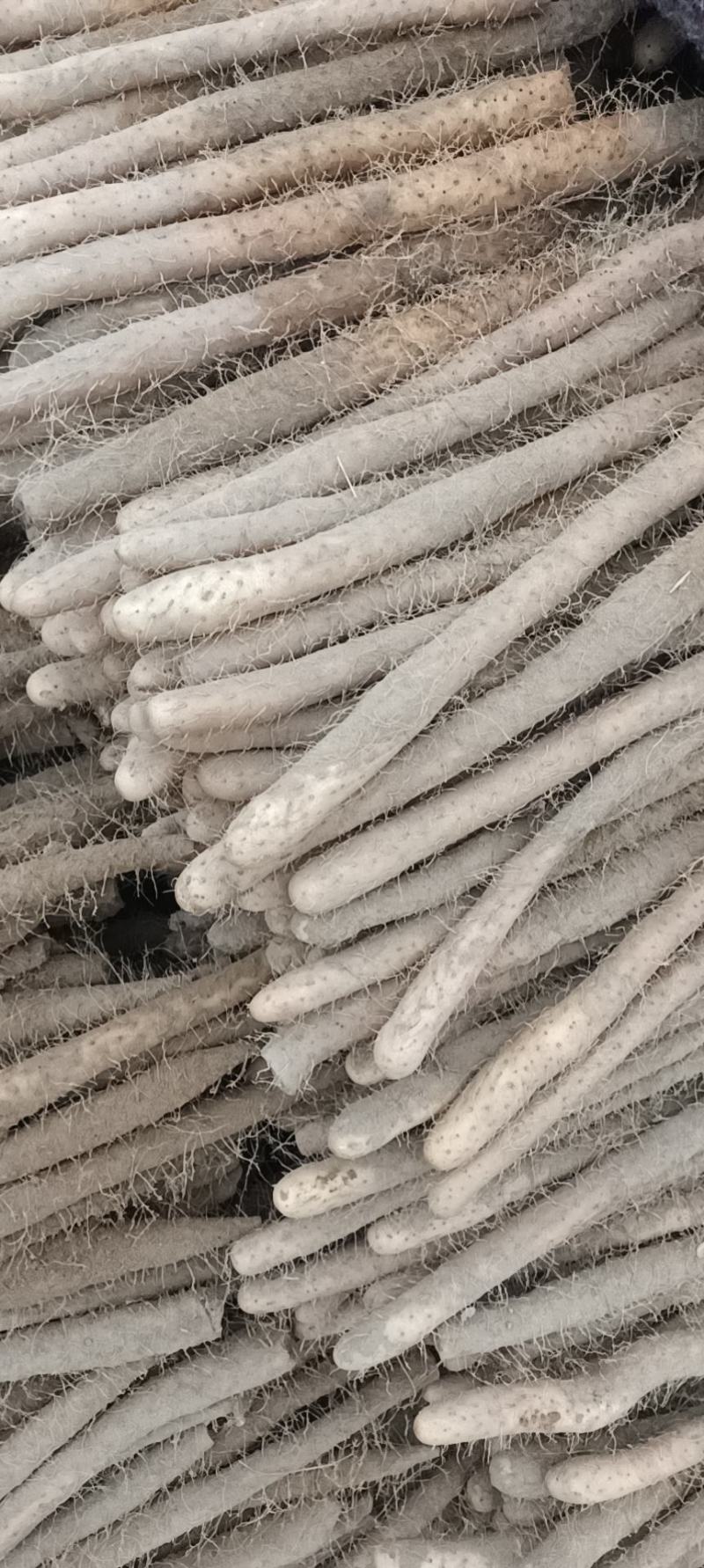 麻山药，新货，量大从优，物美廉价，诚信第一，
