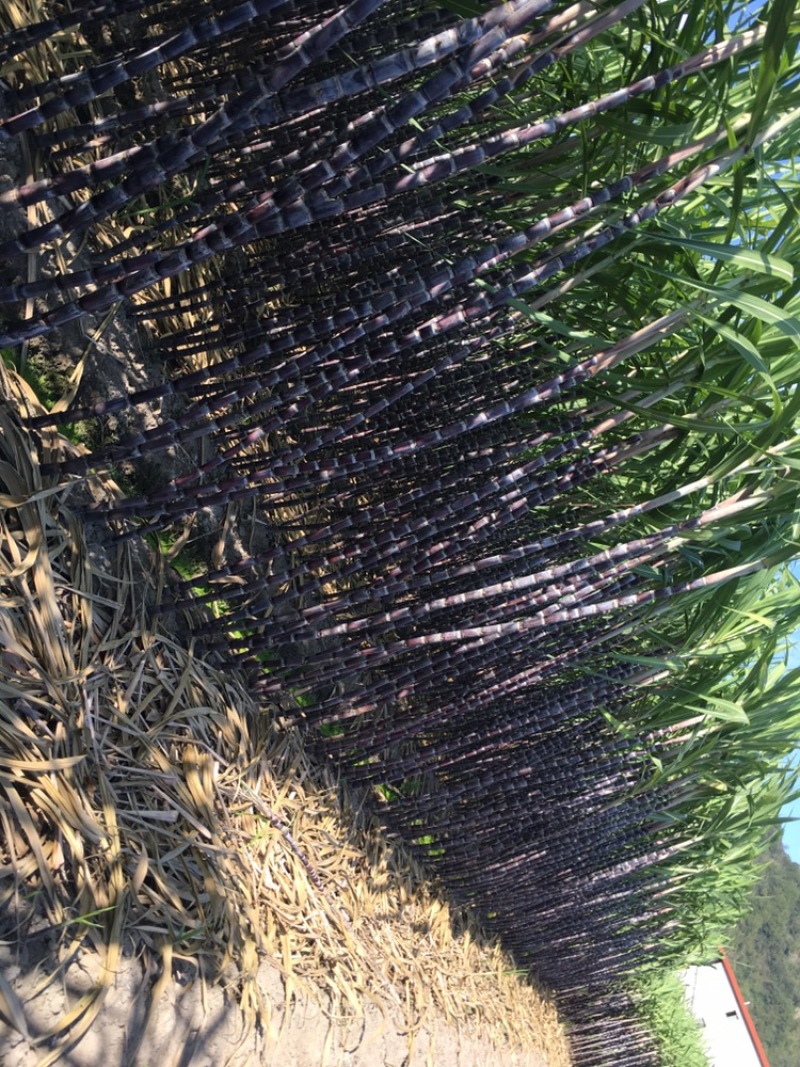 黑皮甘蔗黄皮甘蔗，大量批货。个子高，长度长，甜的不要
